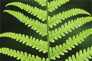 Male Fern - Dryopteris filix-mas - close-up of fronds in spring. Derbyshire. May. 